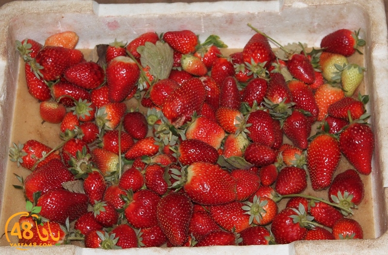 a7bab aqsa farawla (28).JPG